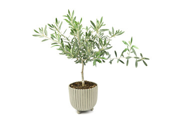 Fototapeta na wymiar Small Olea europaea olive plant in pot with white isolated background