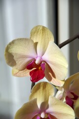 Orchidee 