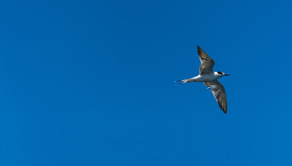 Seagull flying in the blue sky