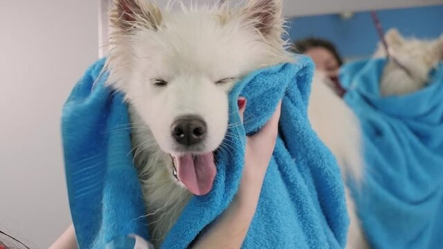 A groomer dabs a wet dog with a towel before haircut in groomer salon.