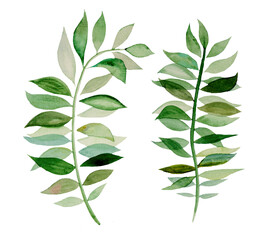 Watercolor botanical leaves illustration