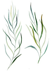 Watercolor botanical leaves illustration