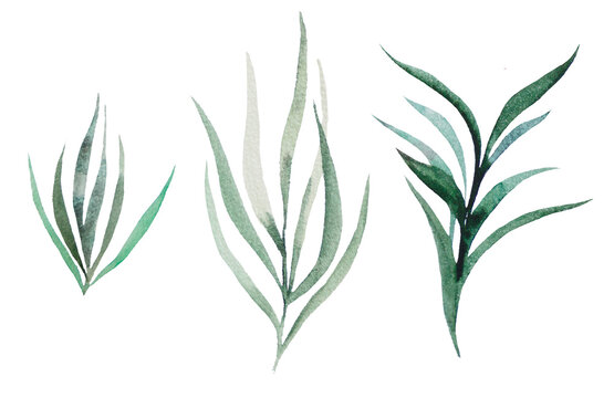Watercolor botanical leaves illustration