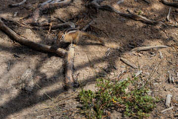 Chipmunk on the ground