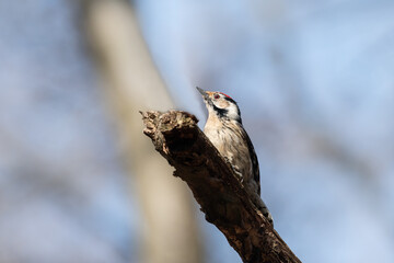 A Lesser Spotted Woodpecker sitting on a small tree