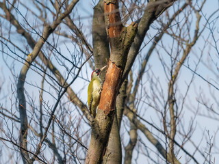 A European Green Woodpecker sitting on a small tree