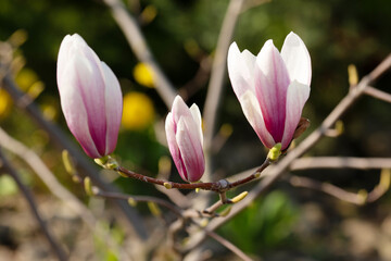 Branch with magnolia flowers. Magnolia flower bud in early spring. Selective focus. Blurred background.
