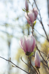Branch with magnolia flowers. Magnolia flower bud in early spring. Selective focus. Blurred background.
