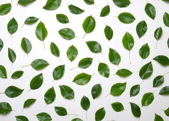 Green leaves isolated on white