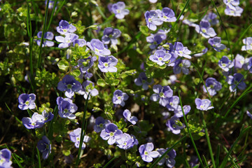 Background of blue meadow flowers in green grass. Summer wildflowers. Closeup