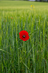 red poppy in a wheat field