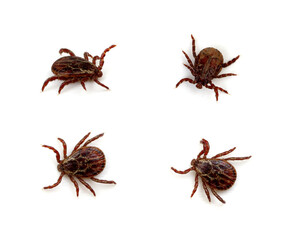 Tick isolated on white background