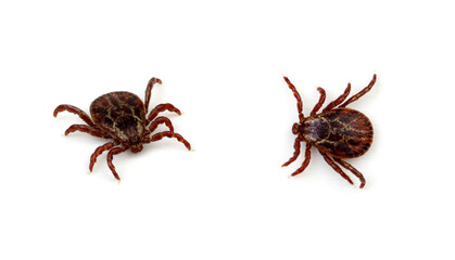 Tick isolated on white background