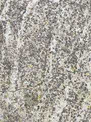 Old cement walkway with moss