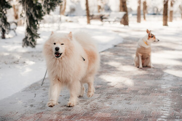 Samoyed dog on winter walk