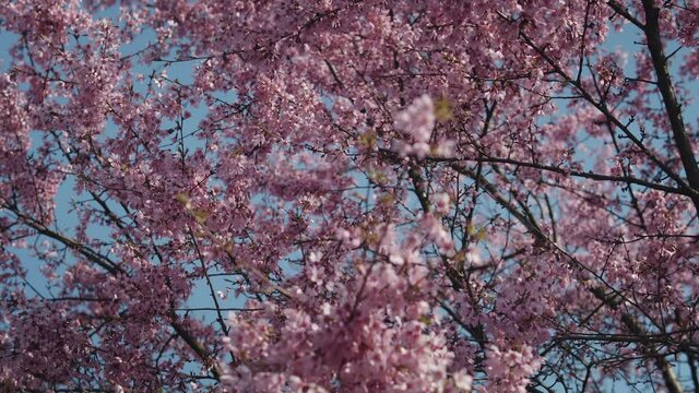 Low angle view of lush blooming sakura cherry tree. Sakura flowers on the branches against beautiful blue sky. Pink Sakura (Japanese Cherry Blossom) Trees against the blue sky