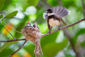 Sunda Pied Fantail