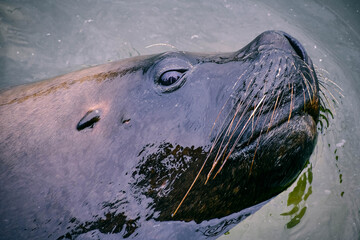 sea lion in the water