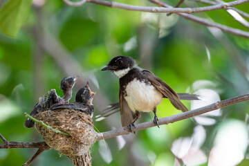 Sunda Pied Fantail