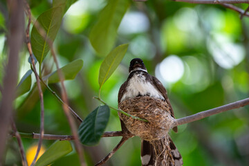 Sunda Pied Fantail