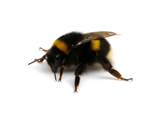 Bumblebee (Bombus) insect isolated on white