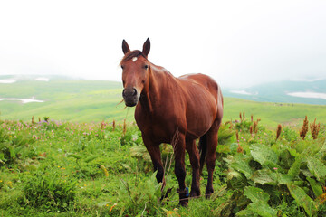 A hobbled brown horse grazes in green meadows in the mountains of the Northern Biosphere Reserve