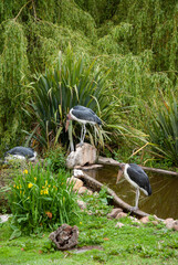 heron birds in nature landscape