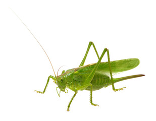 Green locust on white