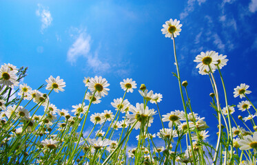 Field of daisies