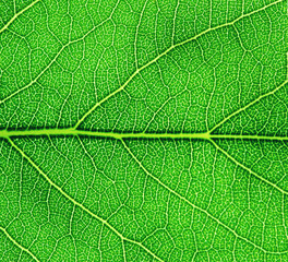 Green leaf texture macro closeup.