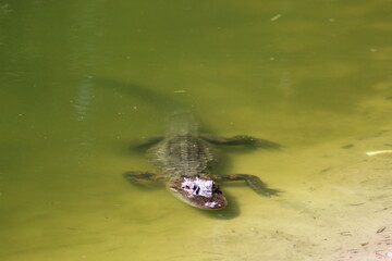 young alligator in a shallow pond