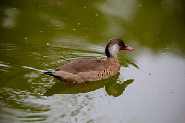 Lindo pato marrom do mato na lagoa em parque.