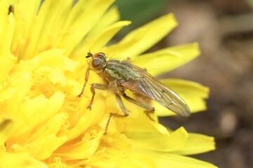 little fly in a dandelion flower