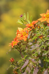 orange flowers in the garden