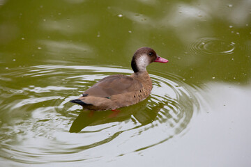 Lindo pato marrom do mato na lagoa em parque.