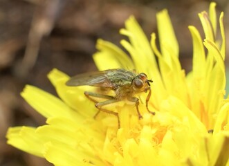 little fly in a dandelion flower