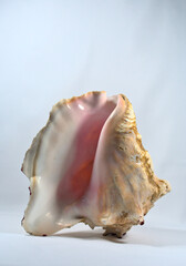 Giant pink conch shell standing upright