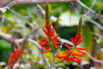 Flor vermelha na natureza com pássaros. 