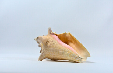 Obraz na płótnie Canvas Sea snail shell lying down with white background