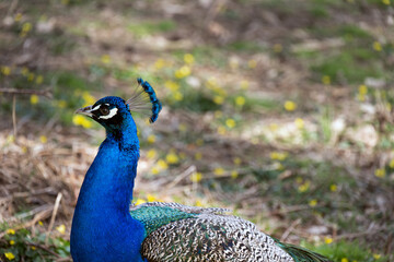 Obraz premium Bright blue peacock with its crest, close up