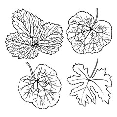 Fototapeta premium Floral design elements. Leaves with branches. Set of domestic greenery grass, home plant branches. Vector.