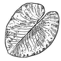 Lotus leaf, isolated. Drawing of water lily leaf. Vector.