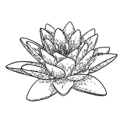 Lotus flower. Floral botanical water lily flower. Isolated blooming pond wildflower. Lotus flower for spiritual body and mind designs, spa, meditation, religion, yoga. Vector.