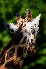 Close-up of a giraffe animal head.