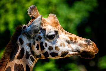 Close-up of a giraffe animal head.