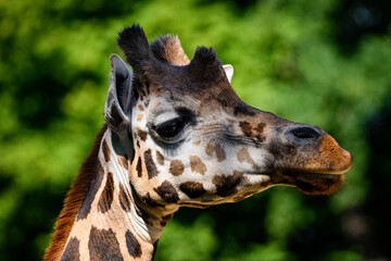 Close-up of a giraffe animal head.