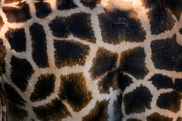 Detail of the side with fur and a giraffe pattern.