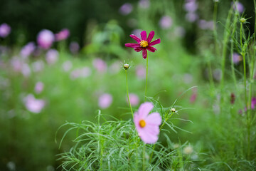 Beautiful pink cosmos flowers after the rain