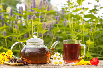 Tea in nature.  Still life with hibiscus tea on a background of blooming mint. Prepared tea, dry tea, rose petals, marigolds and chamomile are on an old wooden table.