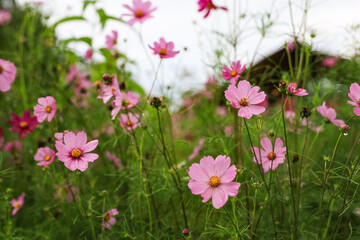 Fototapeta premium Beautiful pink cosmos flowers after the rain